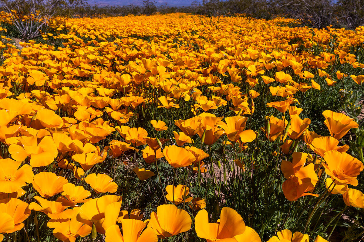 A field of California Poppy blooms in the Golden Valley on Saturday, April1, 2023, near Kingman ...
