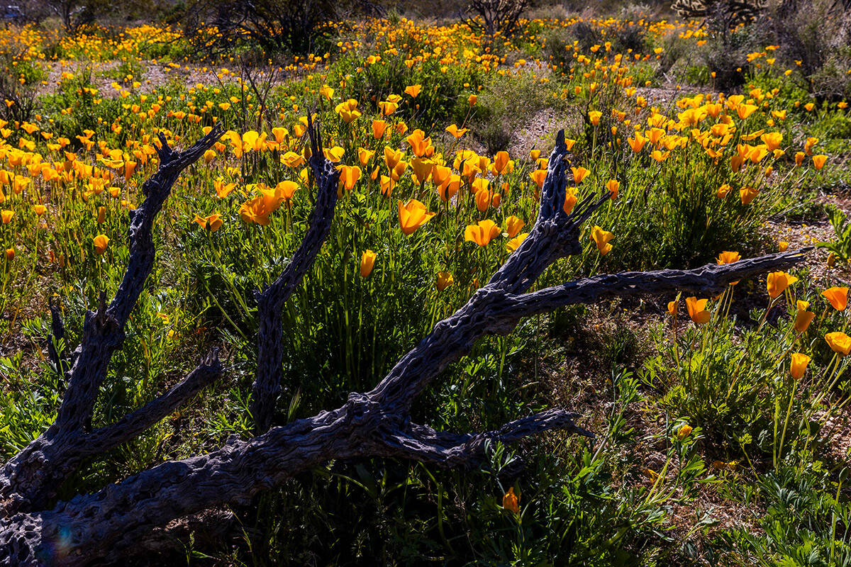 A field of California Poppy blooms in the Golden Valley on Saturday, April1, 2023, near Kingman ...