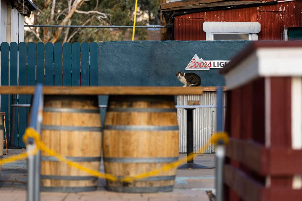 A cat relaxes on a table in Nipton, Calif., a small desert town purchased by entertainment comp ...