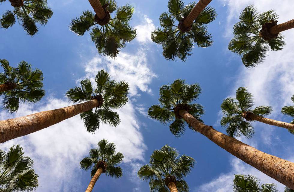 A high near 84 is forecast for the central Las Vegas Valley on Friday, April 21, 2023, accordin ...
