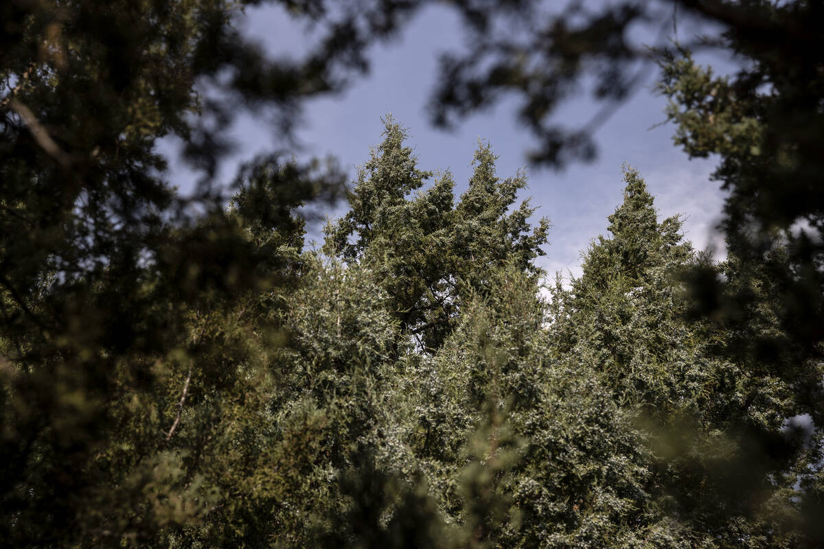 Rocky Mountain junipers are among the vegetation in the Swamp Cedars area, seen in September 20 ...