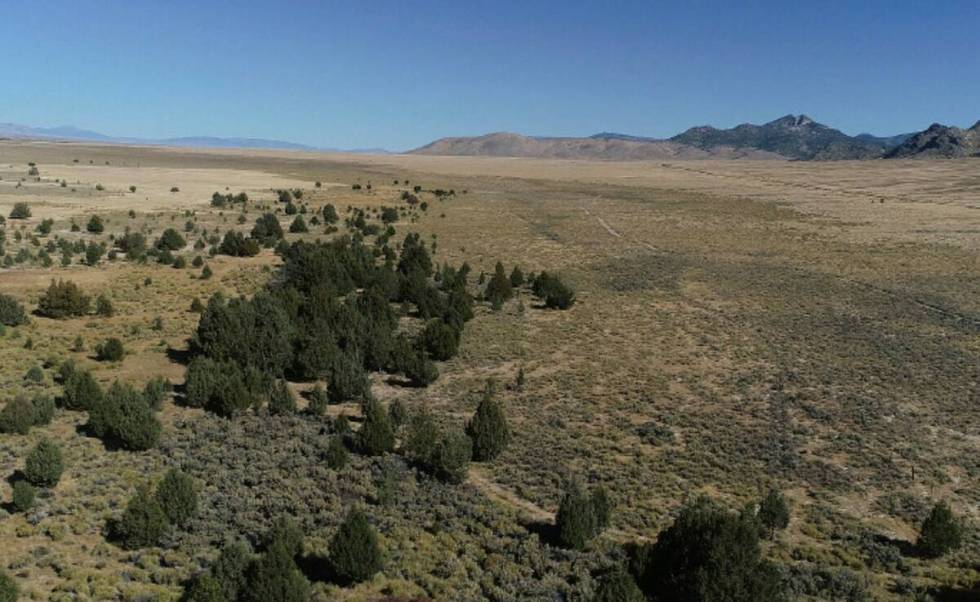 The Swamp Cedars area, seen near Ely. (The Associated Press)