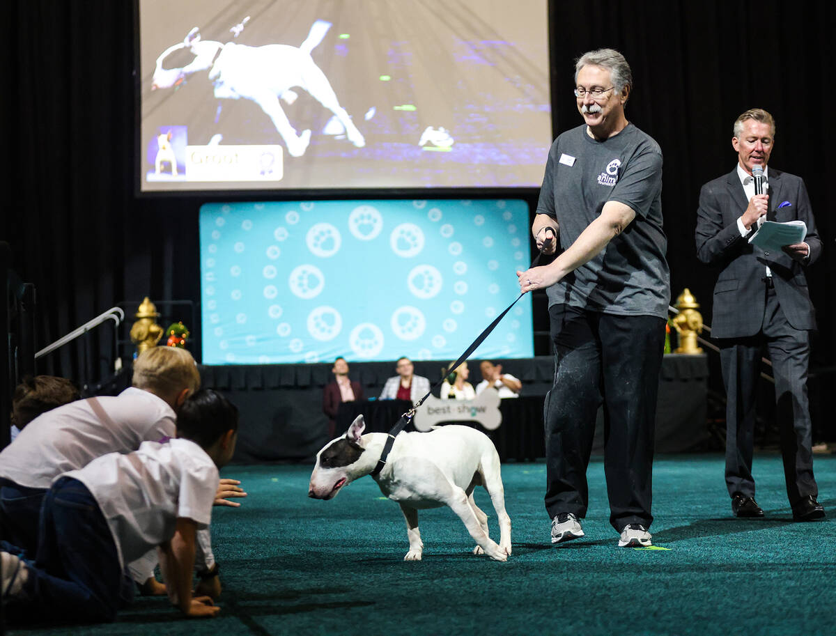 Volunteer John Barnes leads Groot in The Animal Foundation 20th annual Best In Show dog show an ...