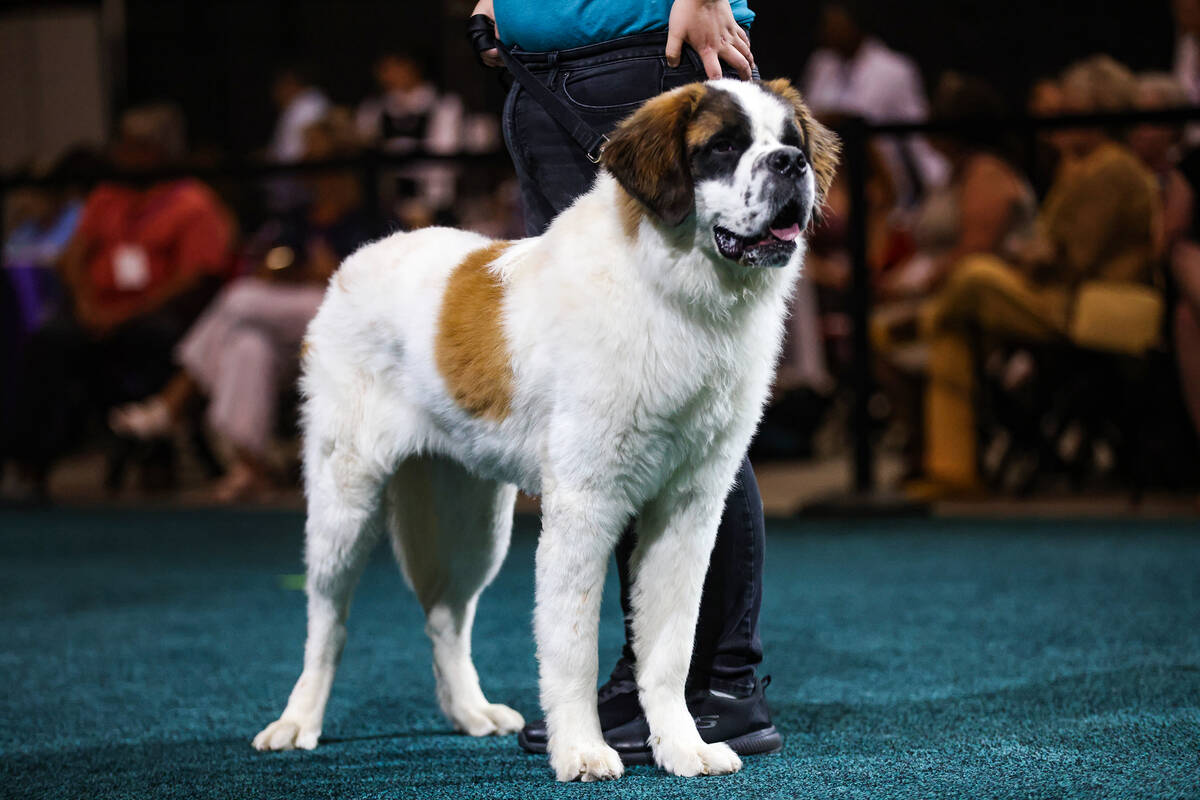 Shelter dog Chief at The Animal Foundation’s annual Best In Show dog show and silent auc ...