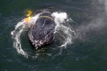This photo shows a humpback whale entangled in fishing line, ropes, buoys and anchors in the Pa ...
