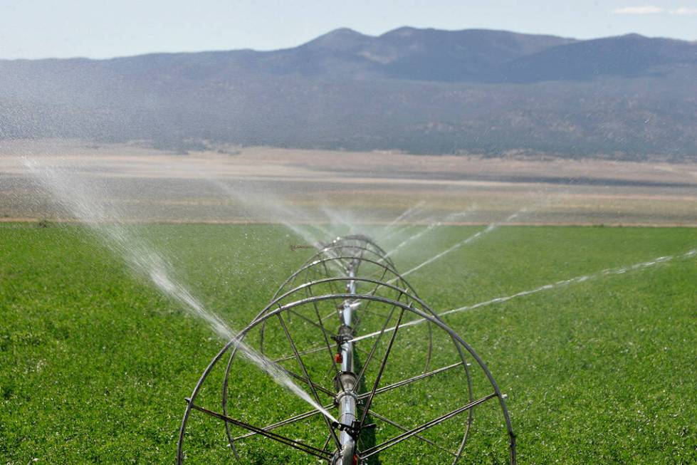 Alfalfa is watered at the Herbecke Ranch in the Spring Valley near Great Basin National Park on ...