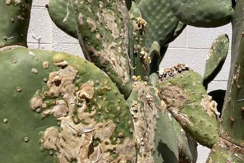 This Opuntia type cactus has scarring on the pads. (Bob Morris)