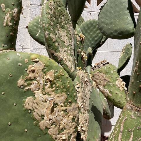 This Opuntia type cactus has scarring on the pads. (Bob Morris)