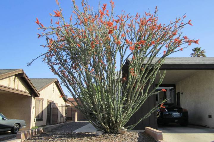 This is an older and larger ocotillo that has filled out. (Courtesy Cathy and Bill Bernal)