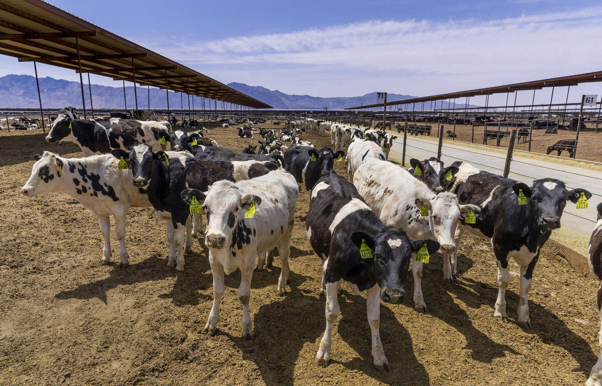 Dairy cattle gather about one of the many enclosures on the Ponderosa Dairies, the diary farm i ...