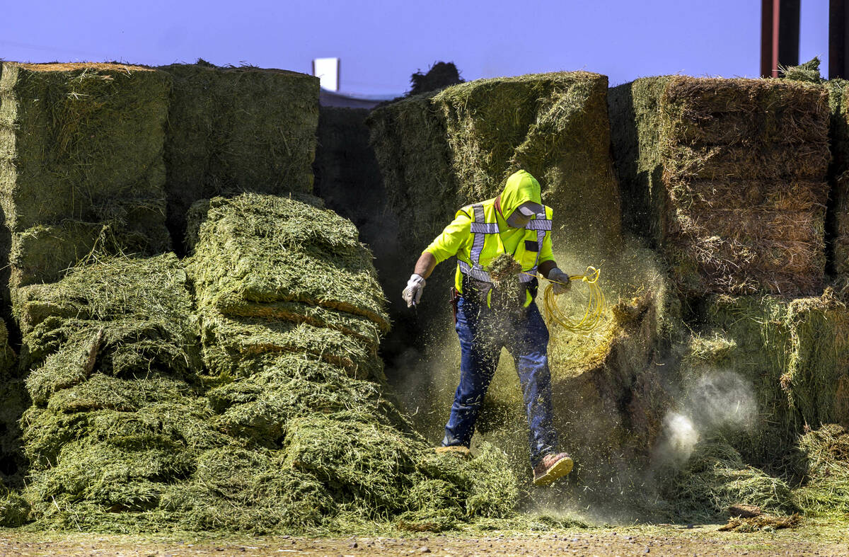 A worker pulls ropes out of dried hay to be used for the cows at Ponderosa Dairies. The diary f ...