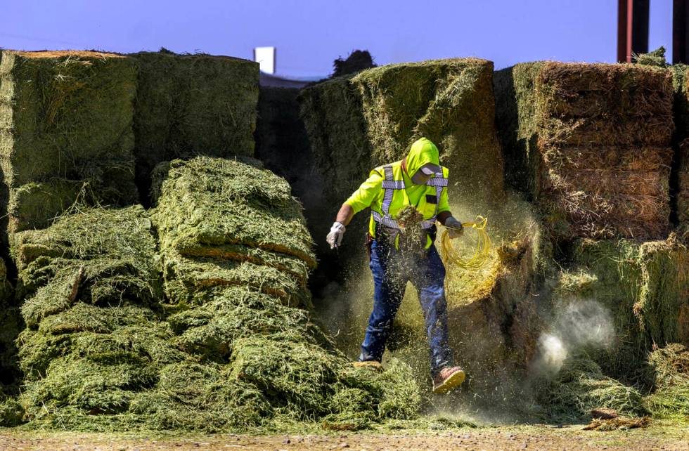 A worker pulls ropes out of dried hay to be used for the cows at Ponderosa Dairies. The dairy f ...