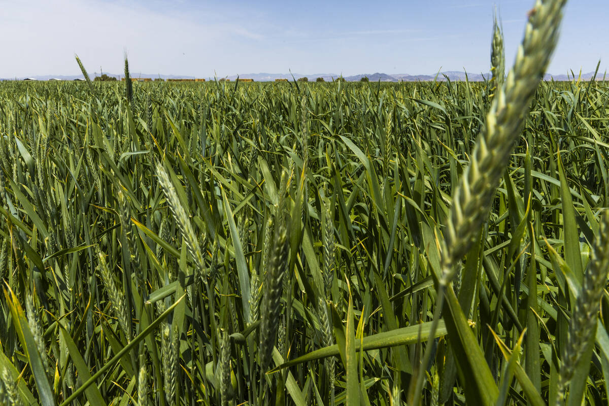 A field of Triticale grows for feed on the Ponderosa Dairies, a diary farm in rural Nevada that ...