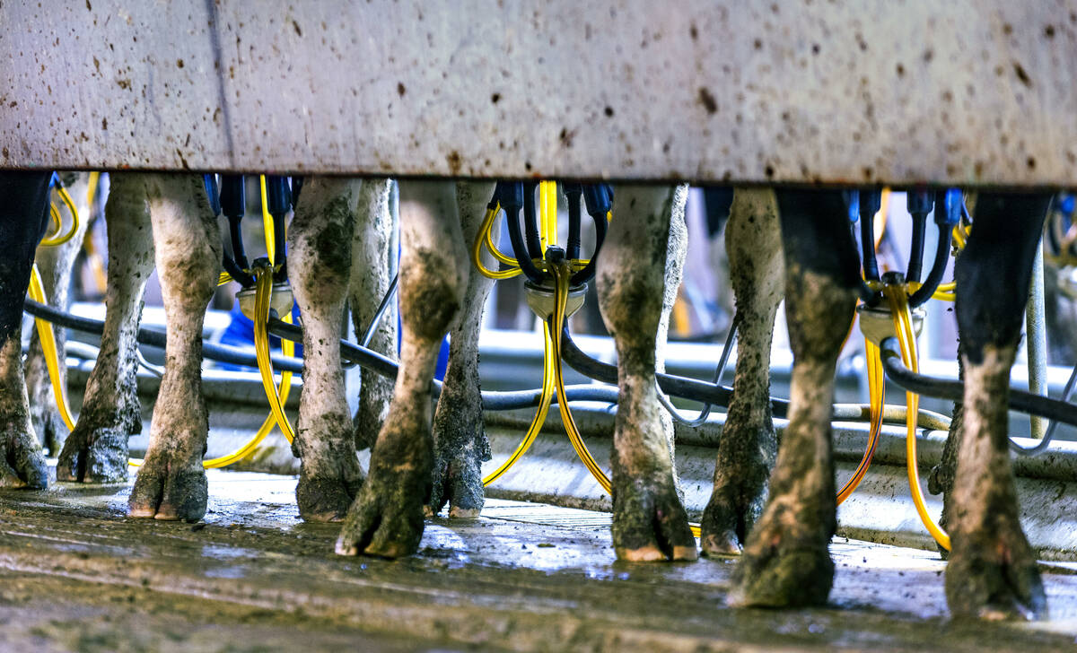 Cows are milked twice daily with the process continuing all-day long do to the thousands of hea ...