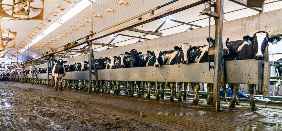Cows are milked twice daily with the process continuing all-day long do to the thousands of hea ...