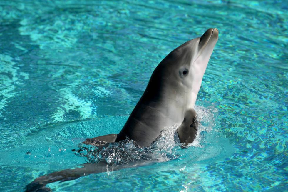 A baby dolphin at Siegfried & Roy's Secret Garden and Dolphin Habitat at The Mirage in Las Vega ...