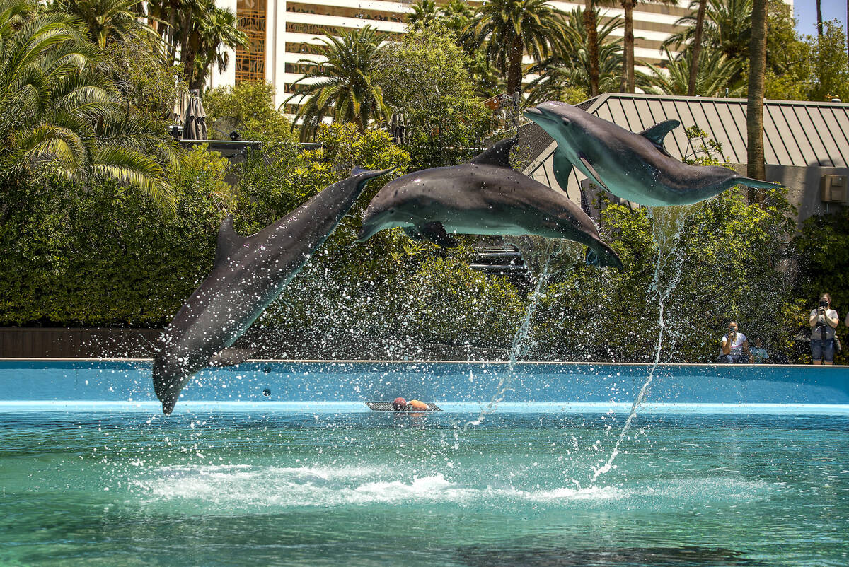 Dolphins leap through the air at the Siegfried & Roy's Secret Garden and Dolphin Habitat within ...