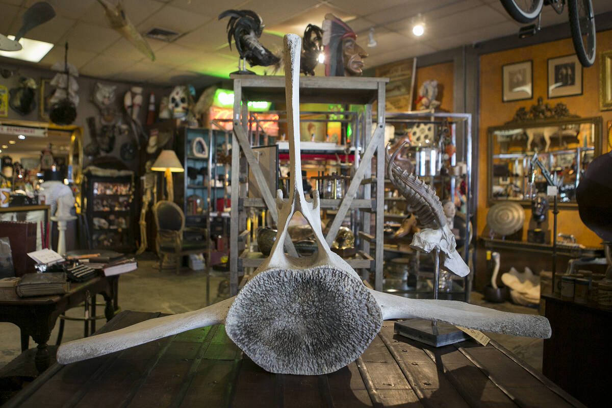 A blue whale vertebrae, previously housed by Lonnie Hammargren, is seen at Modern Mantiques on ...