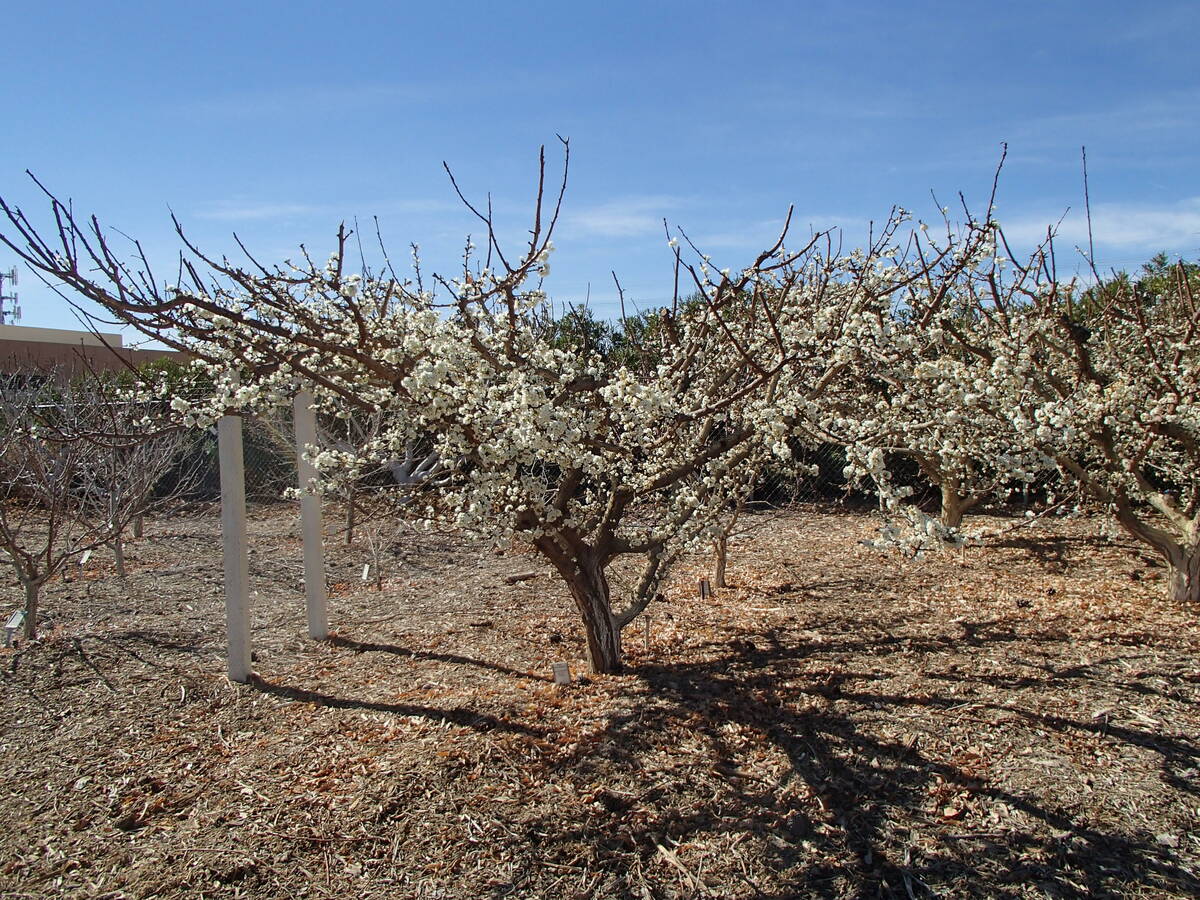 This 12-year-old Flavor Supreme pluot is in full bloom in February. (Bob Morris)