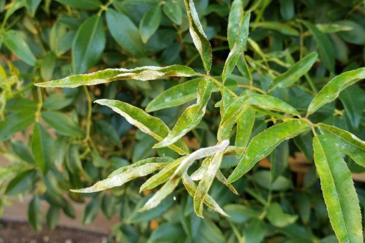 This Lady Banks rose has either black spot or Cercospora leaf spot. Spray it with either a prod ...