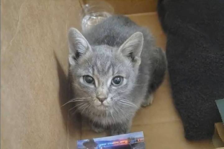 This screen shot taken from video shows Trooper Kitty, a kitten who was recently rescued from t ...