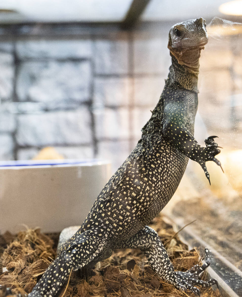 Peachthroat monitor lizard is displayed at Wild Things, the exotic animal store, on Monday, Jun ...