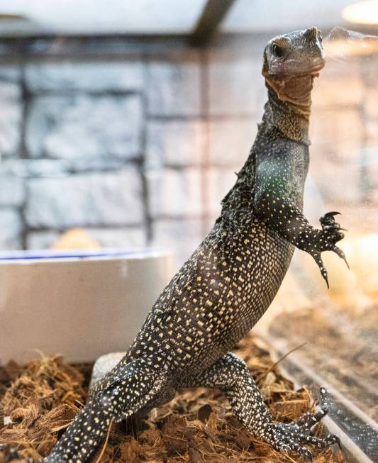 Peachthroat monitor lizard is displayed at Wild Things, the exotic animal store, on Monday, Jun ...