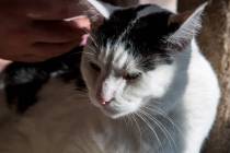 FILE - A cat named Pepe at a pop-up cat cafe at Hearts Alive Village in Las Vegas on Saturday, ...