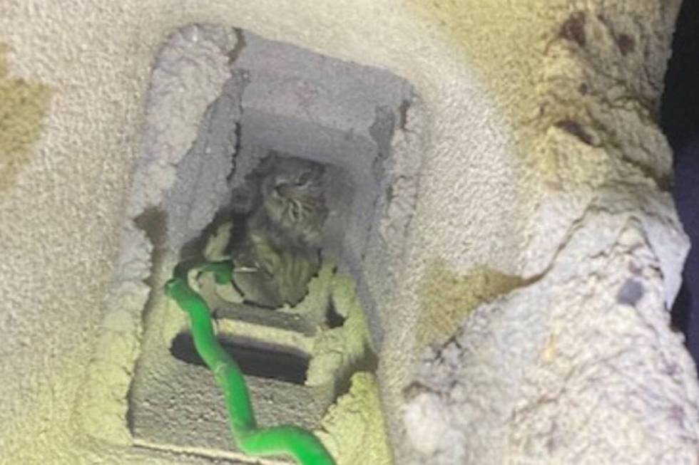 A 6-week-old kitten stuck in a block wall was rescued Wednesday, June 21, 2023, by members of t ...