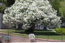 Oleander trees can get large, with some varieties getting more than 20 feet tall. The suckers a ...