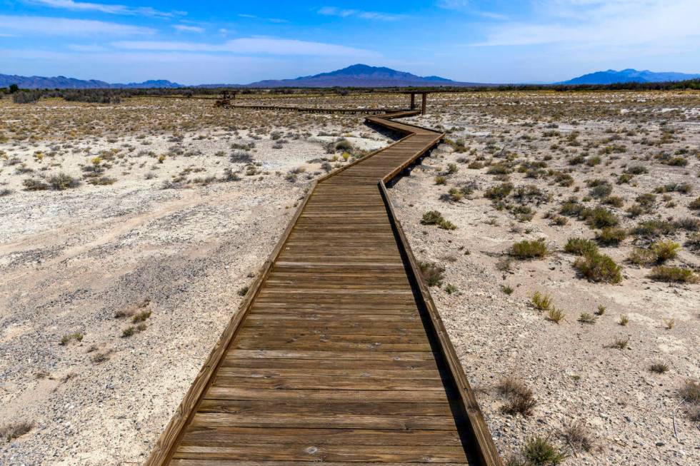 The Crystal Spring Boardwalk zigzags its way to the spring within the Ash Meadows National Wild ...