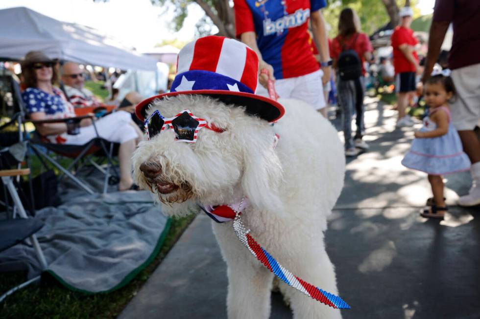 Therapy dog Frankie Feldman walks with his owner Lisa Johnson Mandell of Summerlin before the a ...