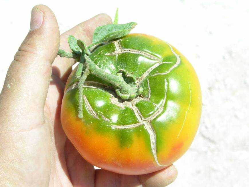 A tomato shows both radial cracking and a longitudinal crack. Radial cracking is thought to be ...