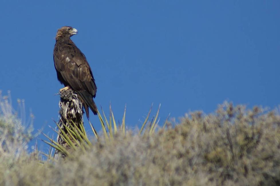 A golden eagle on a visit to Red Rock during a previous summer. (Natalie Burt/Special to the La ...