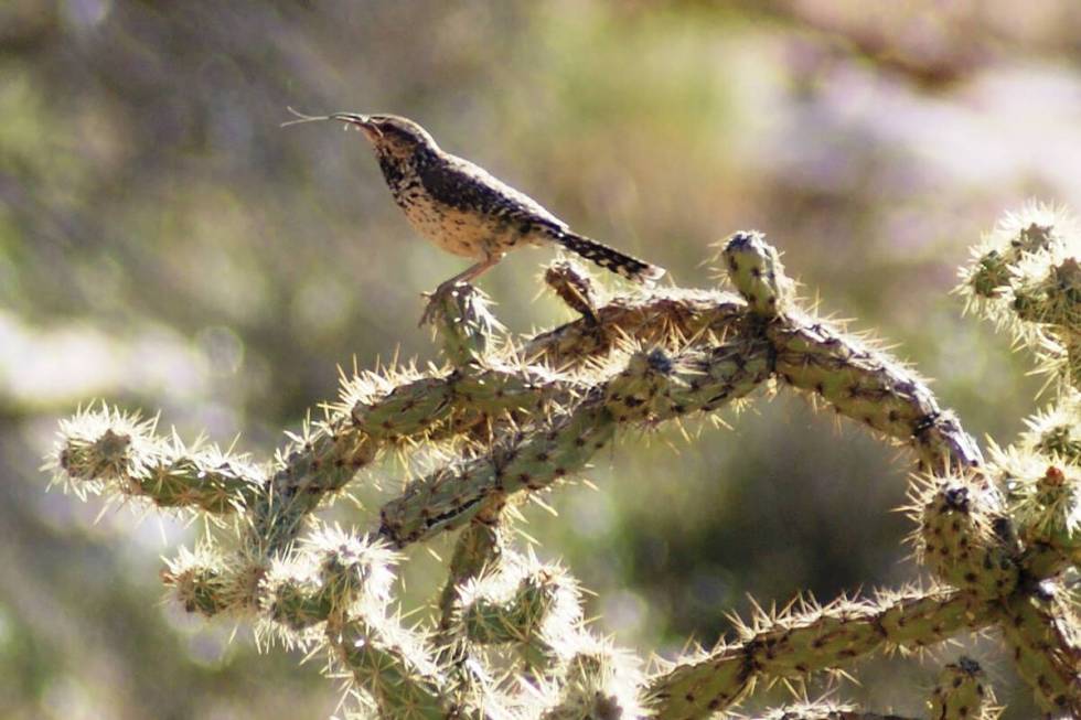 Cactus wrens are among the bird species that build nests and raise families at Red Rock in summ ...