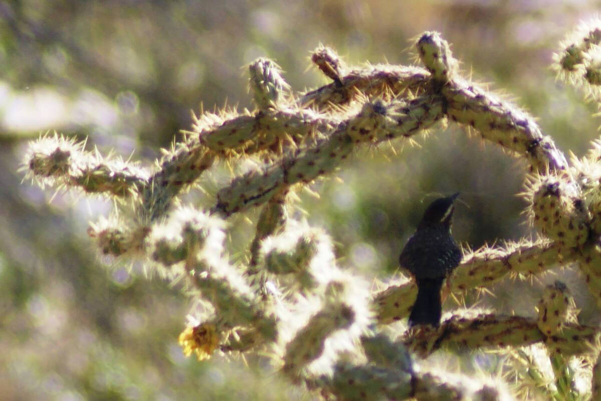 Cactus wrens are among the bird species that build nests and raise families at Red Rock in summ ...