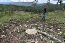 FILE - Blaine Cook, a retired U.S. Forest Service forest management scientist, walks through a ...