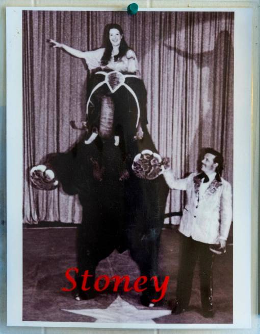 Image of Stoney the Elephant at Craig Road Pet Cemetery on Wednesday, July 12, 2023, in Las Veg ...