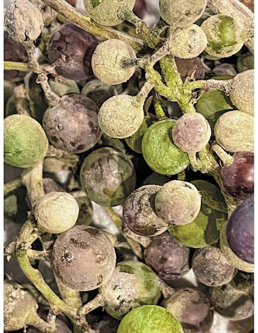 Grape botrytis or powdery mildew in the Mojave Desert appears months after spring rain. Collect ...