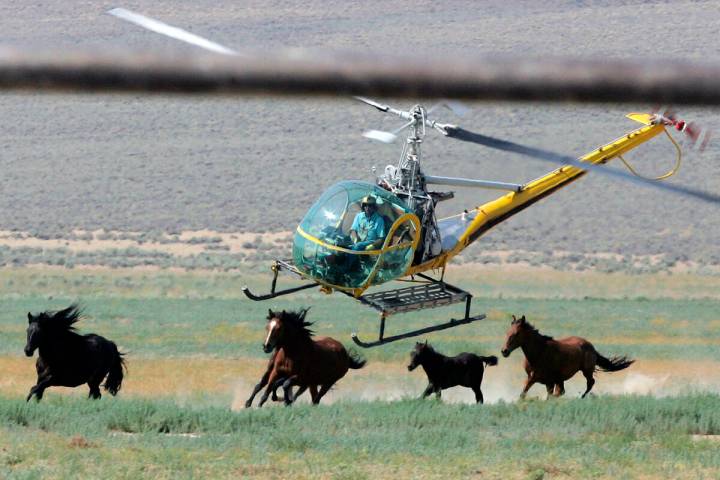 A livestock helicopter pilot rounds up wild horses from the Fox & Lake Herd Management Area, Ju ...