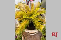 This cycad, e.g., sago palm, has yellowing fronds. This can be from a loss of plant nutrients, ...