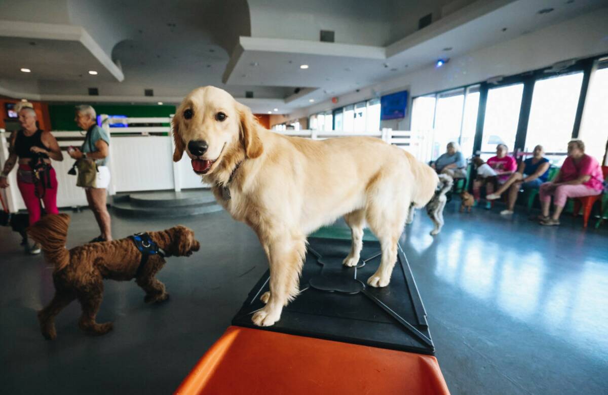 Marley, a retriever, plays inside of an indoor dog park on Friday, July 28, 2023, at Barx Parx ...