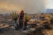 A Joshua Tree burns on Sunday, July 30, 2023, in the Mojave National Preserve, Calif. The York ...