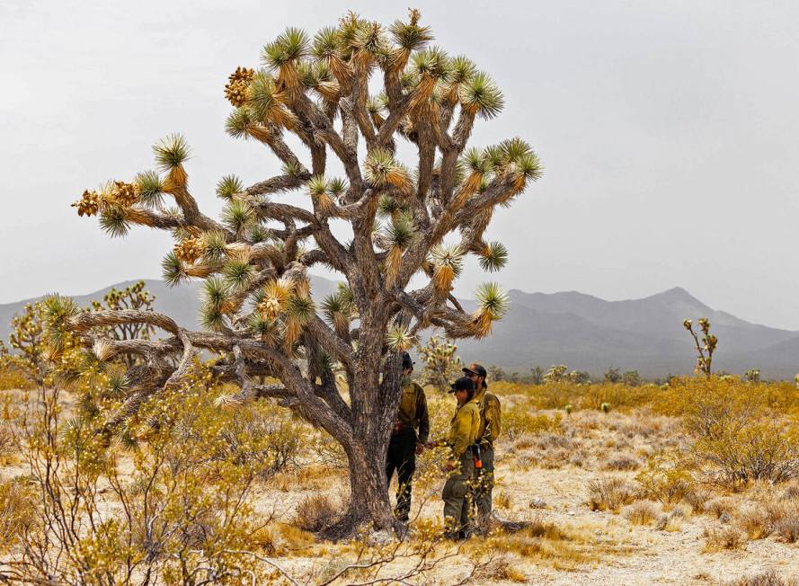 The Crane Valley Hotshots firefighters stand under shade of a Joshua tree after an aerial crew ...