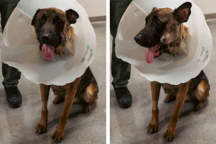 K-9 Diko, a police dog stabbed multiple times during an arrest attempt on July 24, 2023, has be ...