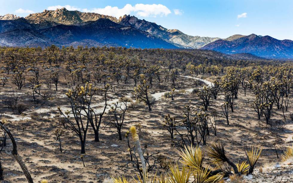 Thousands of yuccas and Joshua trees are burnt about the desert as the York Fire is better cont ...