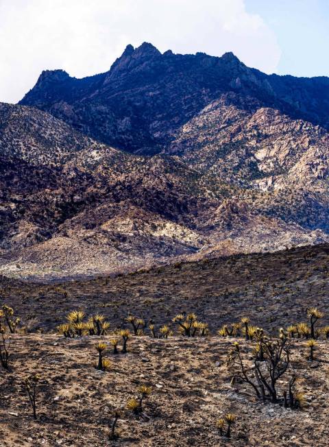 Thousands of yuccas and Joshua trees are burnt about the desert floor as the York Fire is bette ...