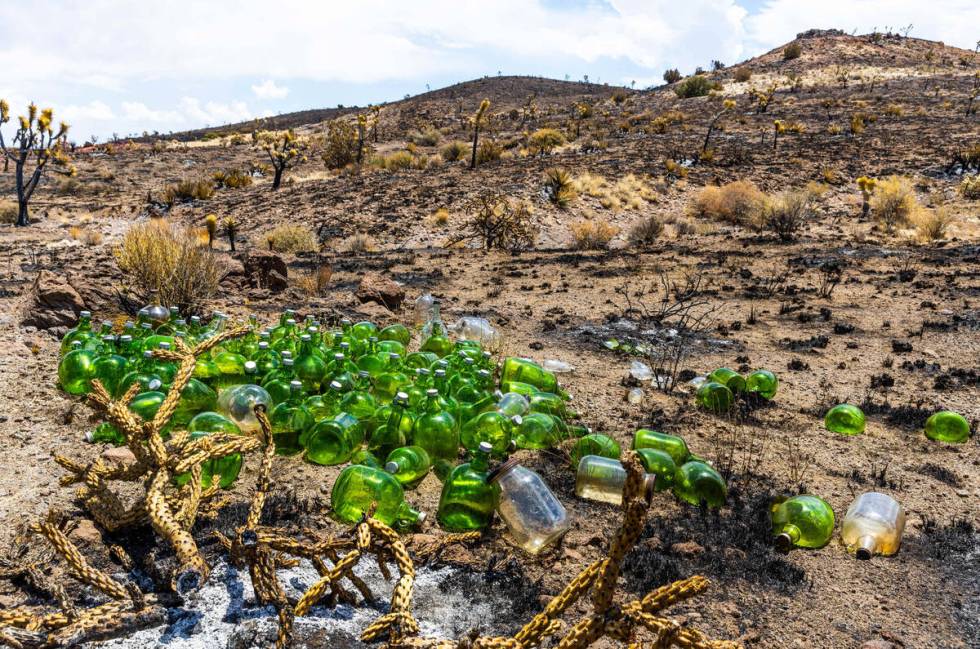 Old wine jugs shine bright about yuccas and Joshua trees burnt in the desert as the York Fire ...