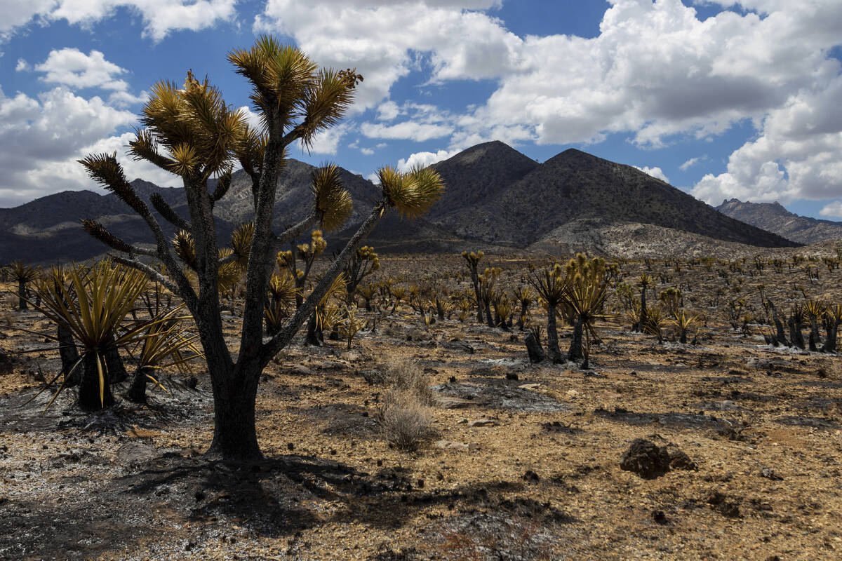 Burned landscape from the York Fire in the Mojave National Preserve on Tuesday, Aug. 1, 2023, i ...