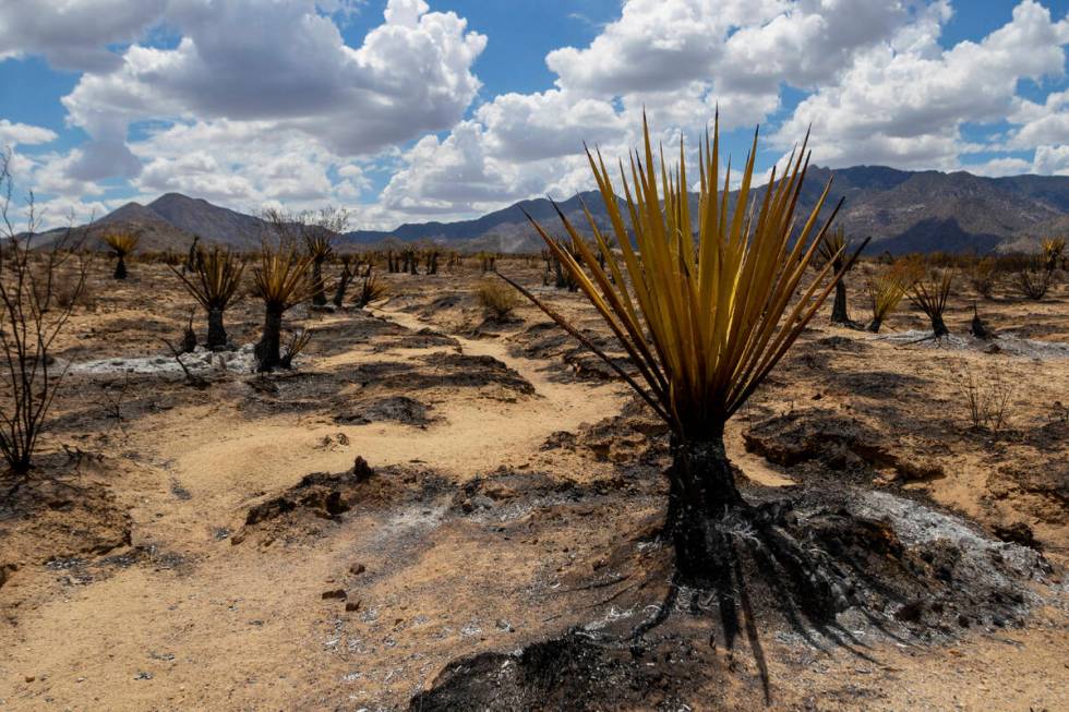 Burned landscape from the York Fire in the Mojave National Preserve is shown on Tuesday, Aug. 1 ...